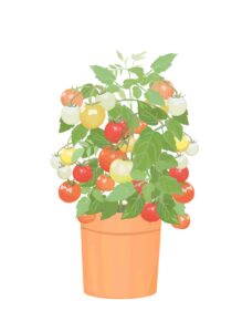 野菜栽培は簡単にできる？ミニトマトときゅうりを植えました！
